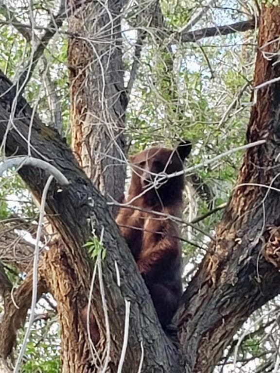 2609 Beaver Creek Rd — photo 46 of 88