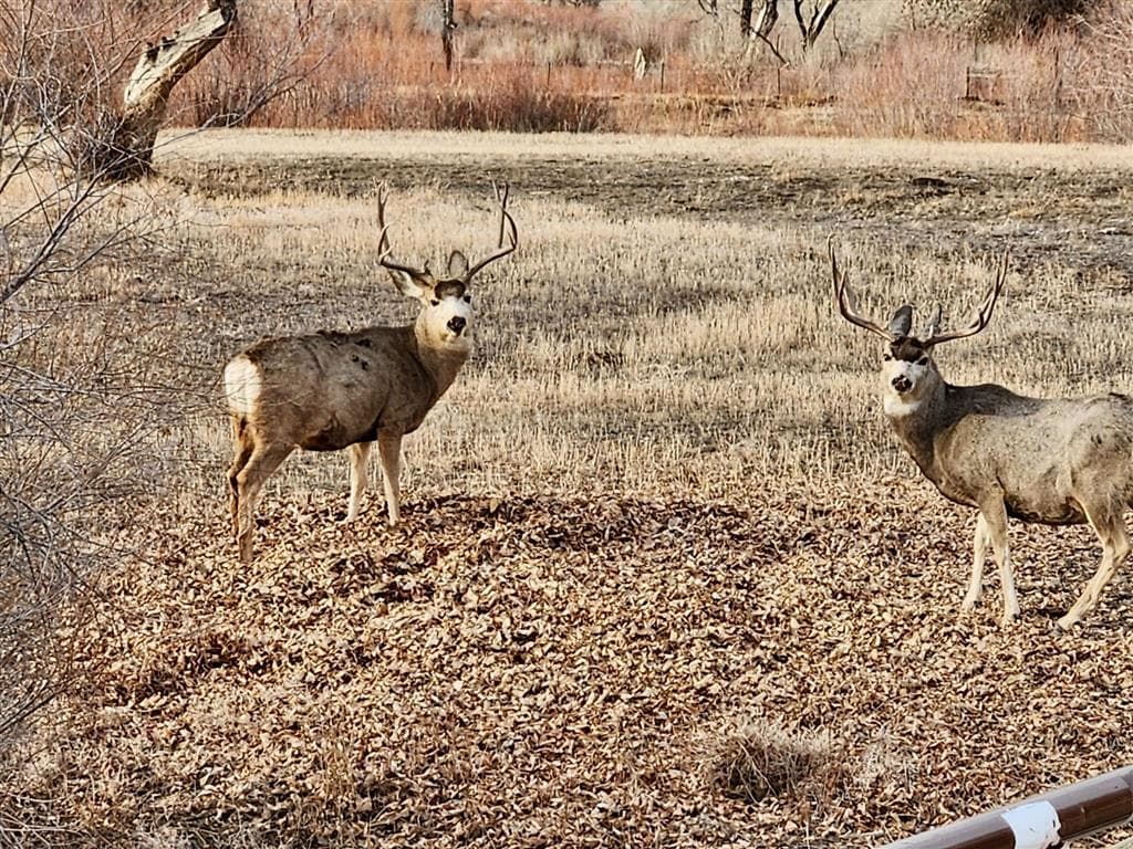 2609 Beaver Creek Rd — photo 47 of 88