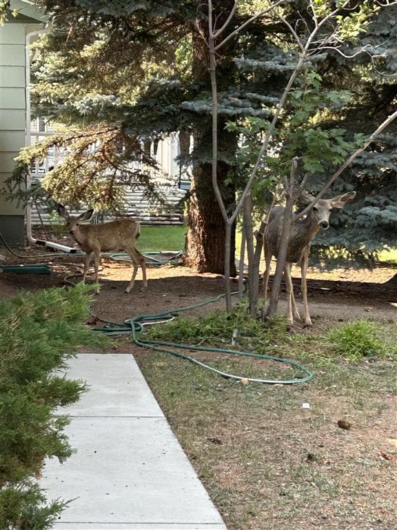 1024 Red Butte Ave — photo 36 of 38