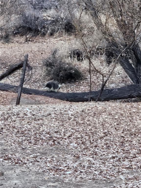 531 Lane 1/2 — photo 55 of 97