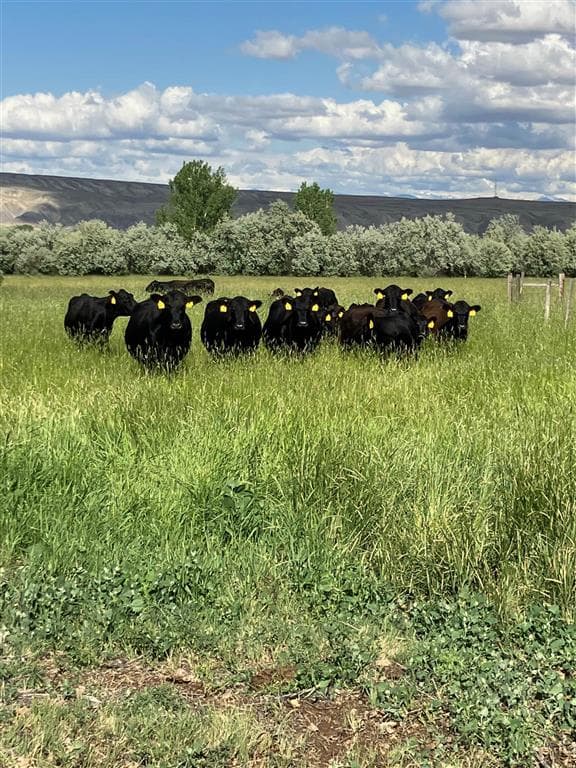 4127 Golf Course Rd — photo 40 of 59