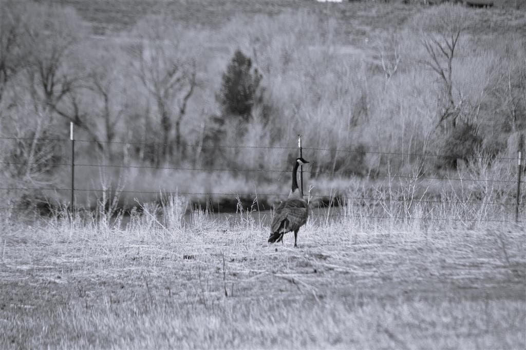TBD North Fork Hwy — photo 15 of 25